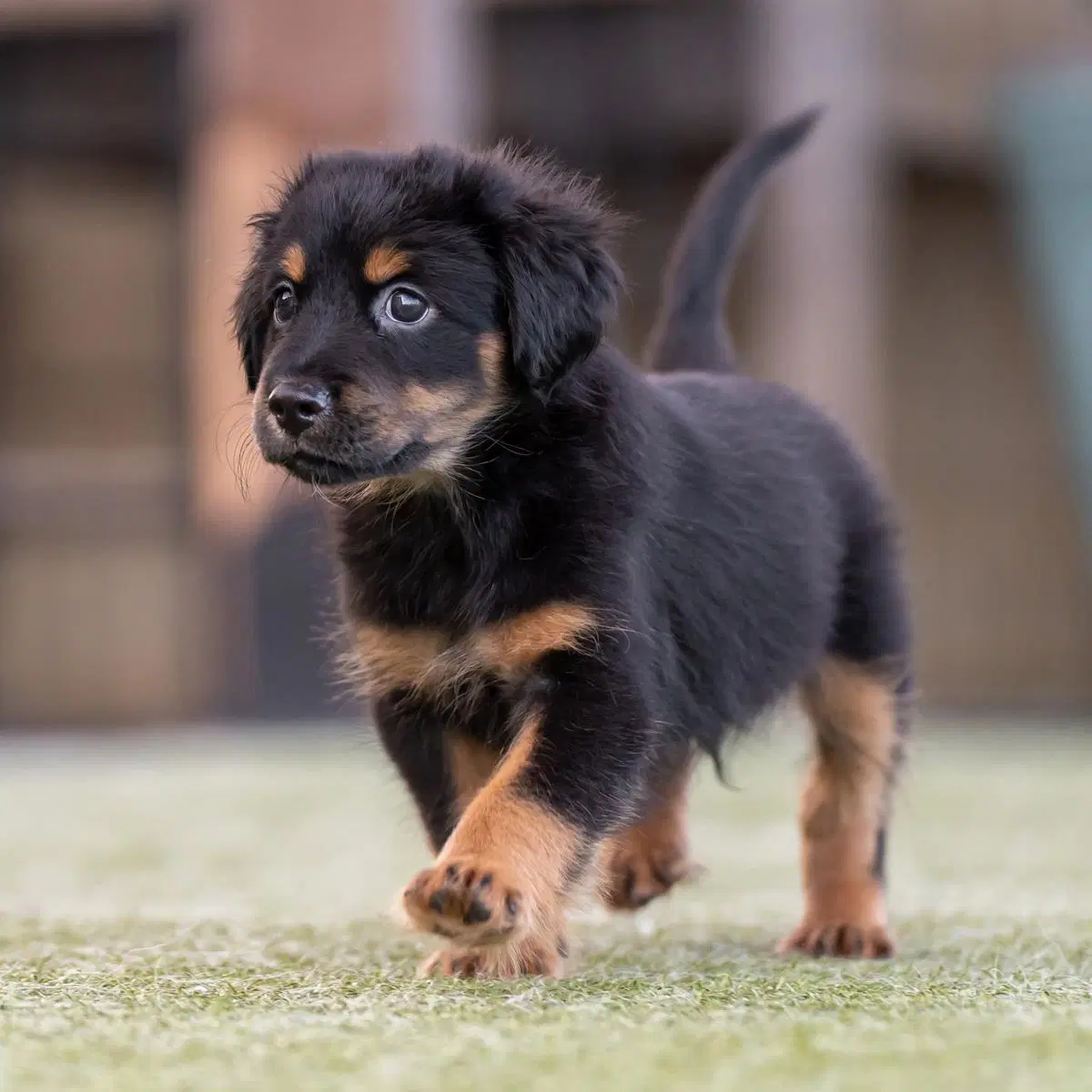 Dancer Pup - Limbo image 2