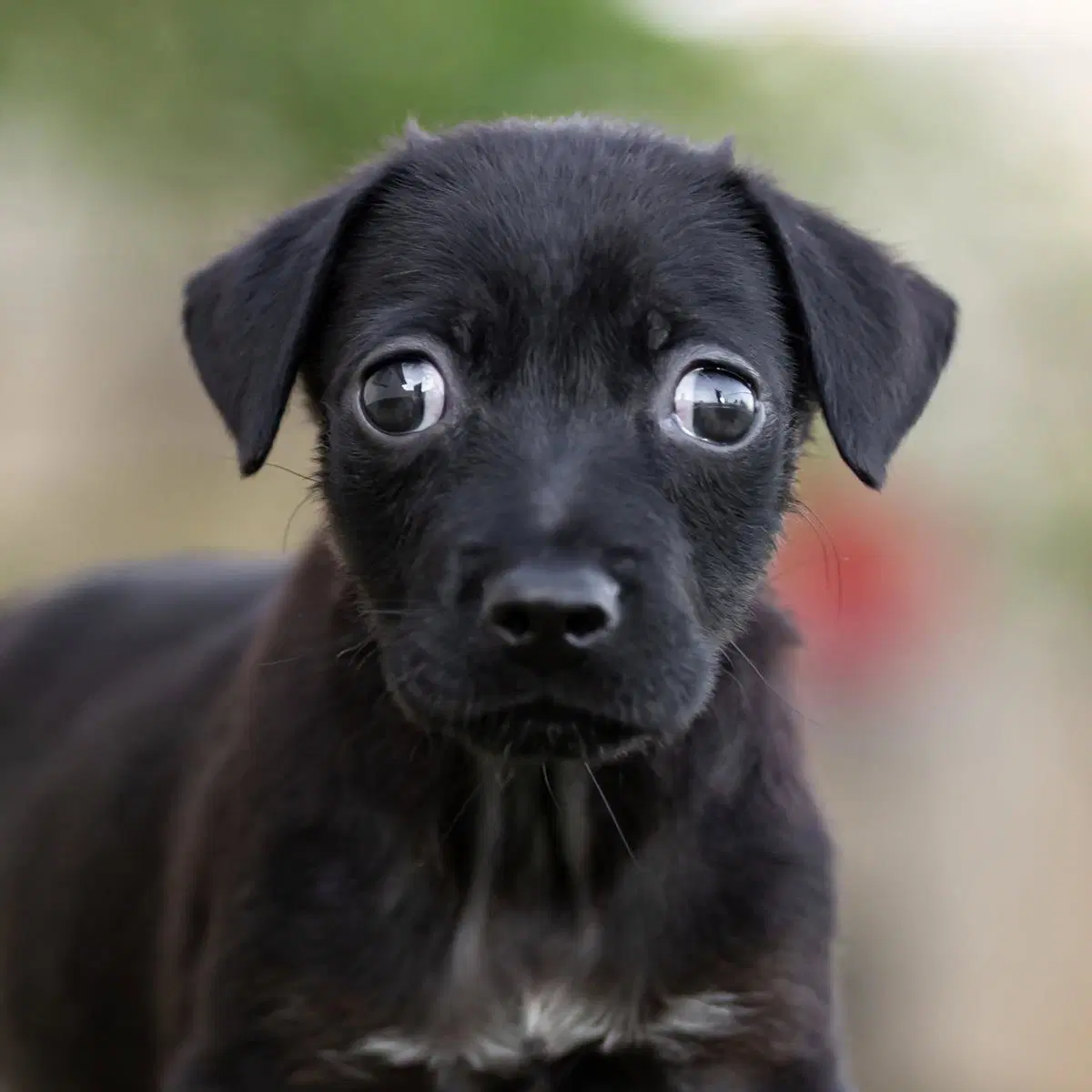 Dancer Pup - Waltz - Shepherd