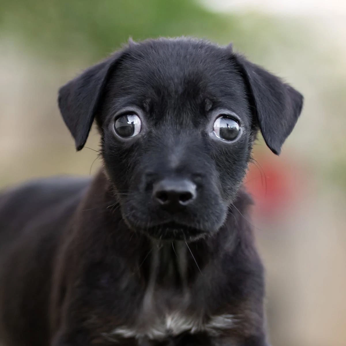 Dancer Pup - Waltz