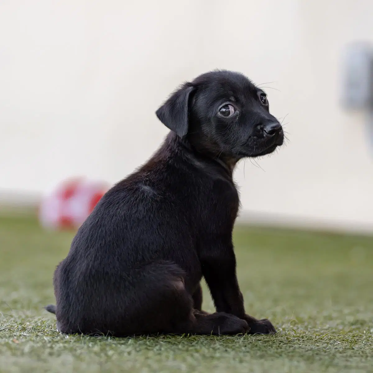 Dancer Pup - Waltz image 2