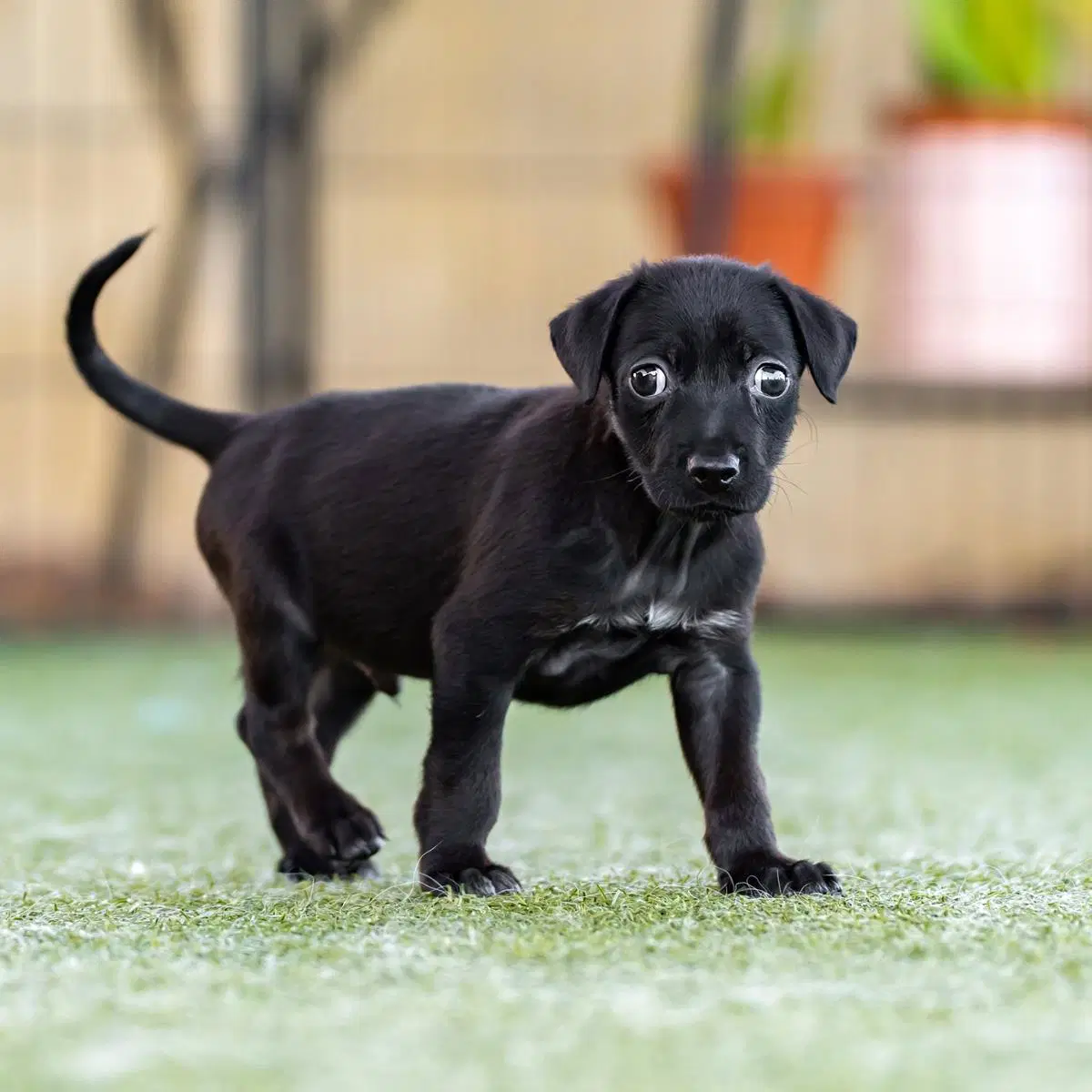 Dancer Pup - Waltz image 4
