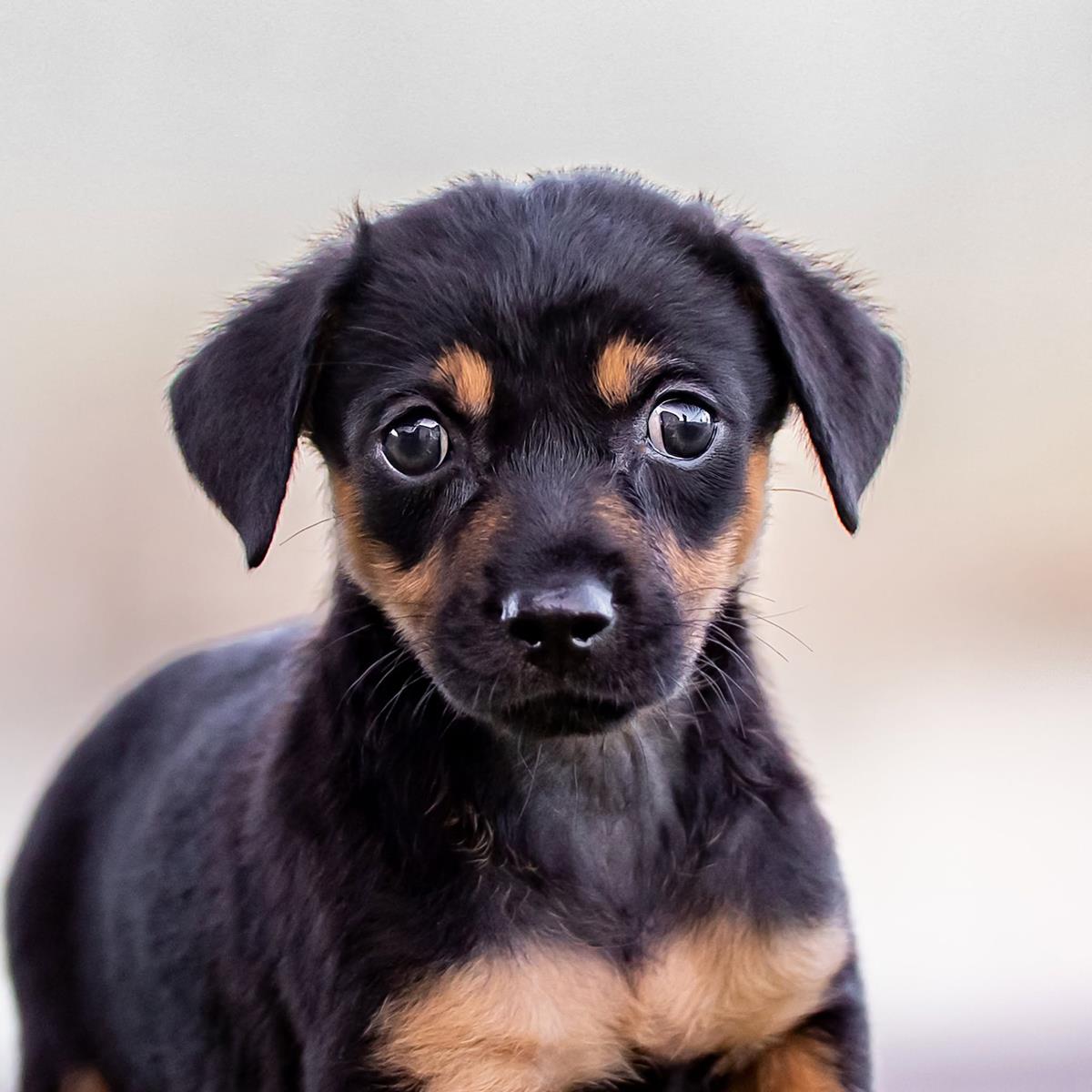 Dancer Pup - Jitterbug