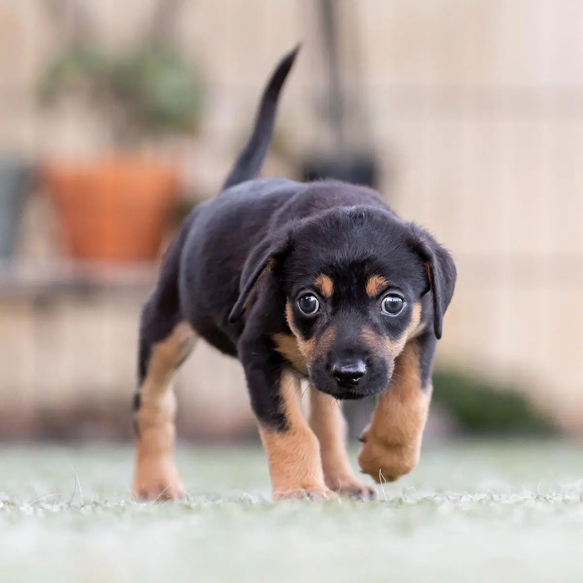 Dancer Pup - Jitterbug image 2