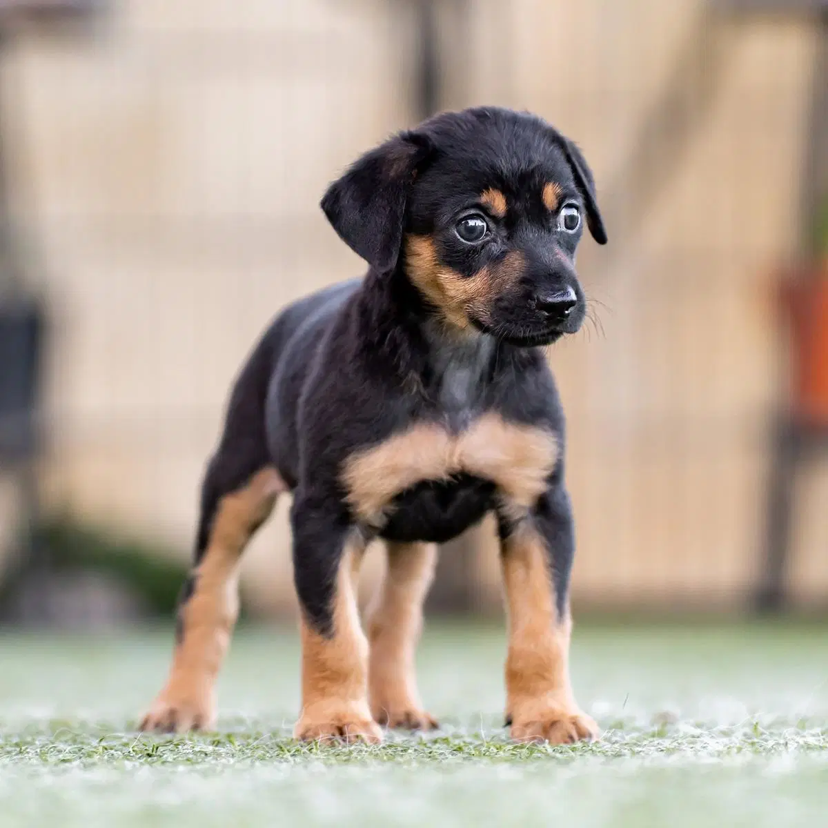 Dancer Pup - Jitterbug image 4