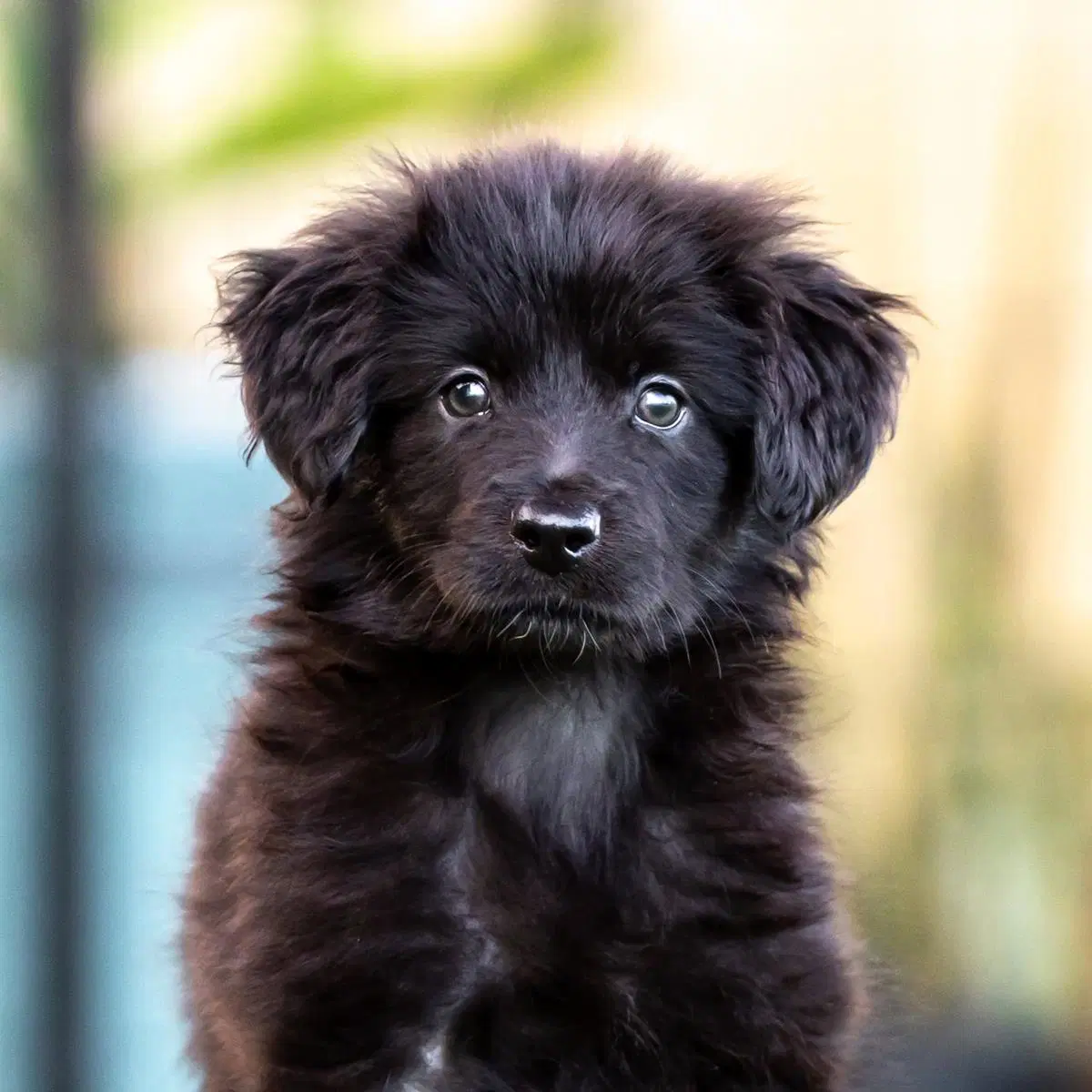 Dancer Pup - Salsa - Shepherd