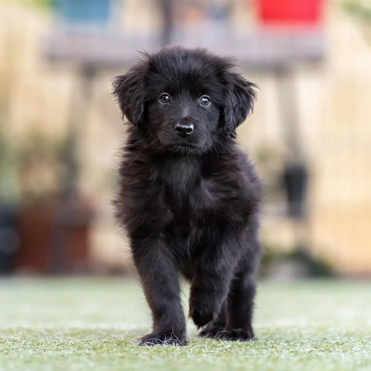 Dancer Pup - Salsa image 2