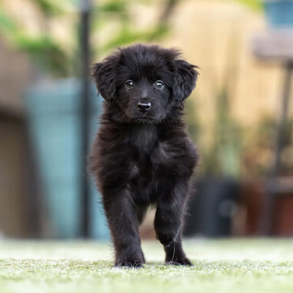 Dancer Pup - Salsa image 3