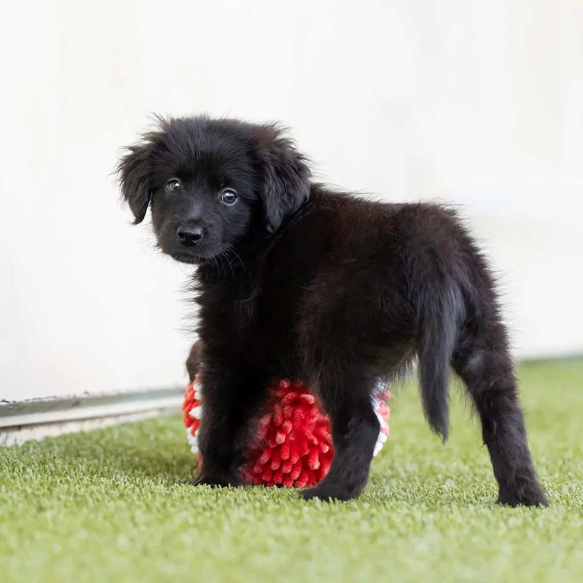 Dancer Pup - Salsa image 4