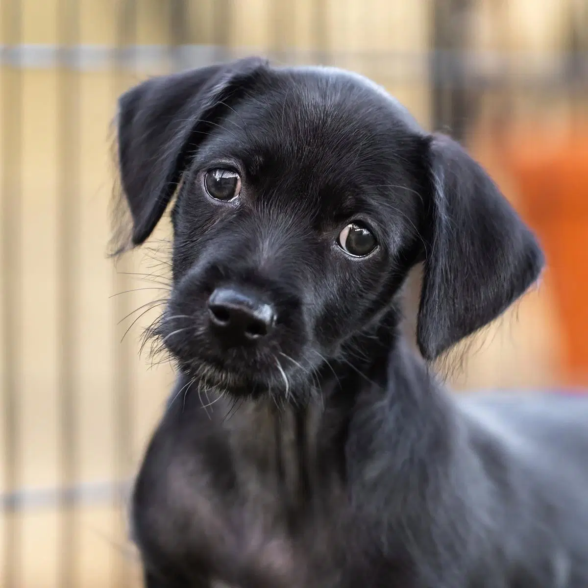 Dancer Pup - Tango - Shepherd