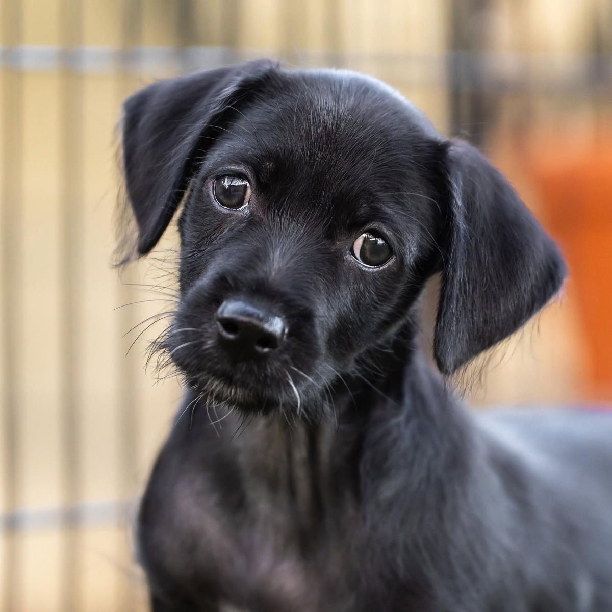 Dancer Pup - Tango