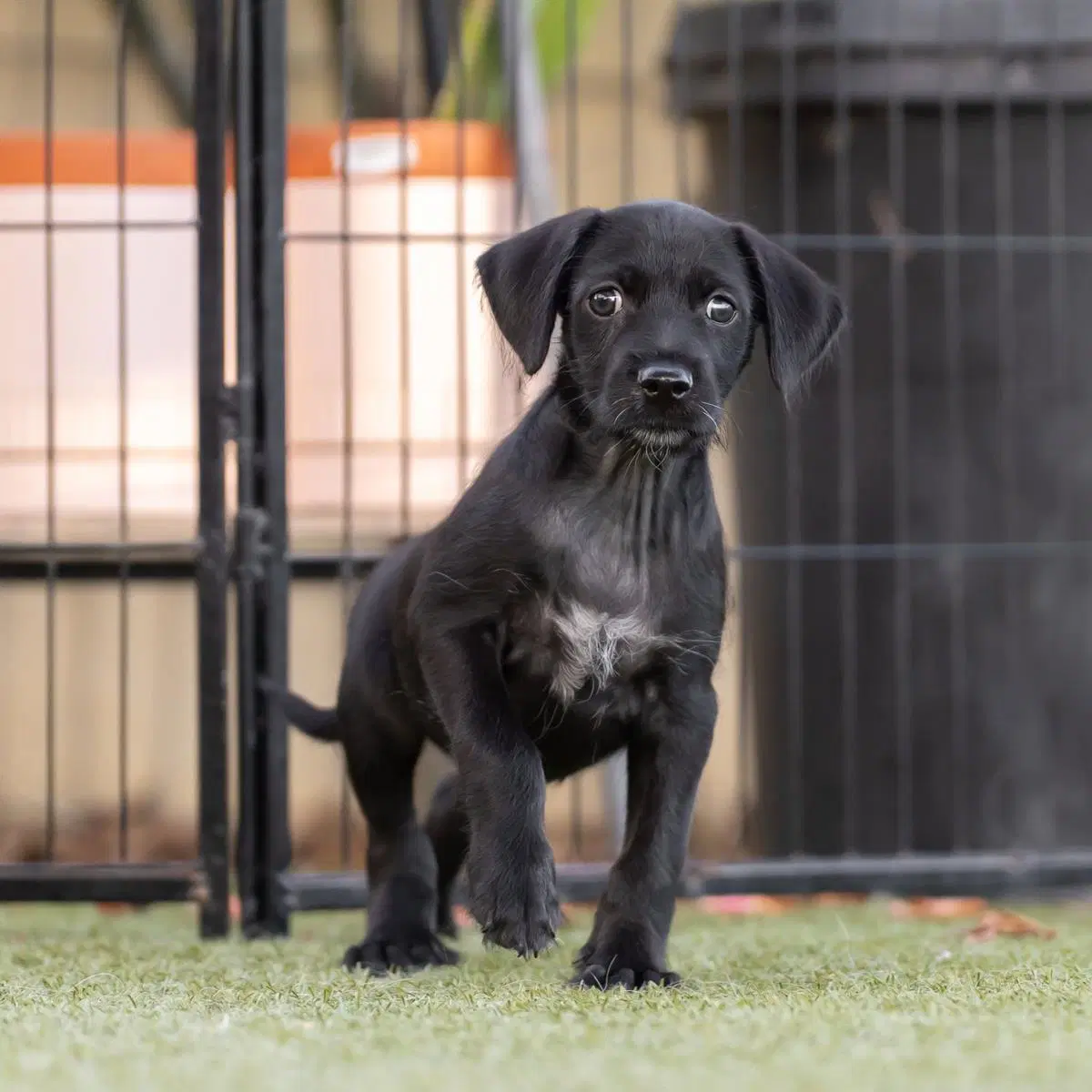 Dancer Pup - Tango image 3