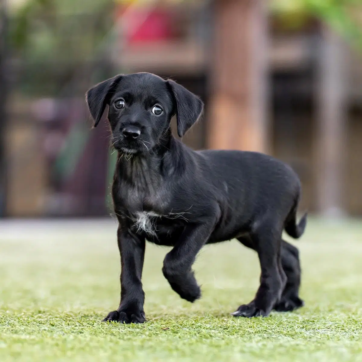 Dancer Pup - Tango image 4