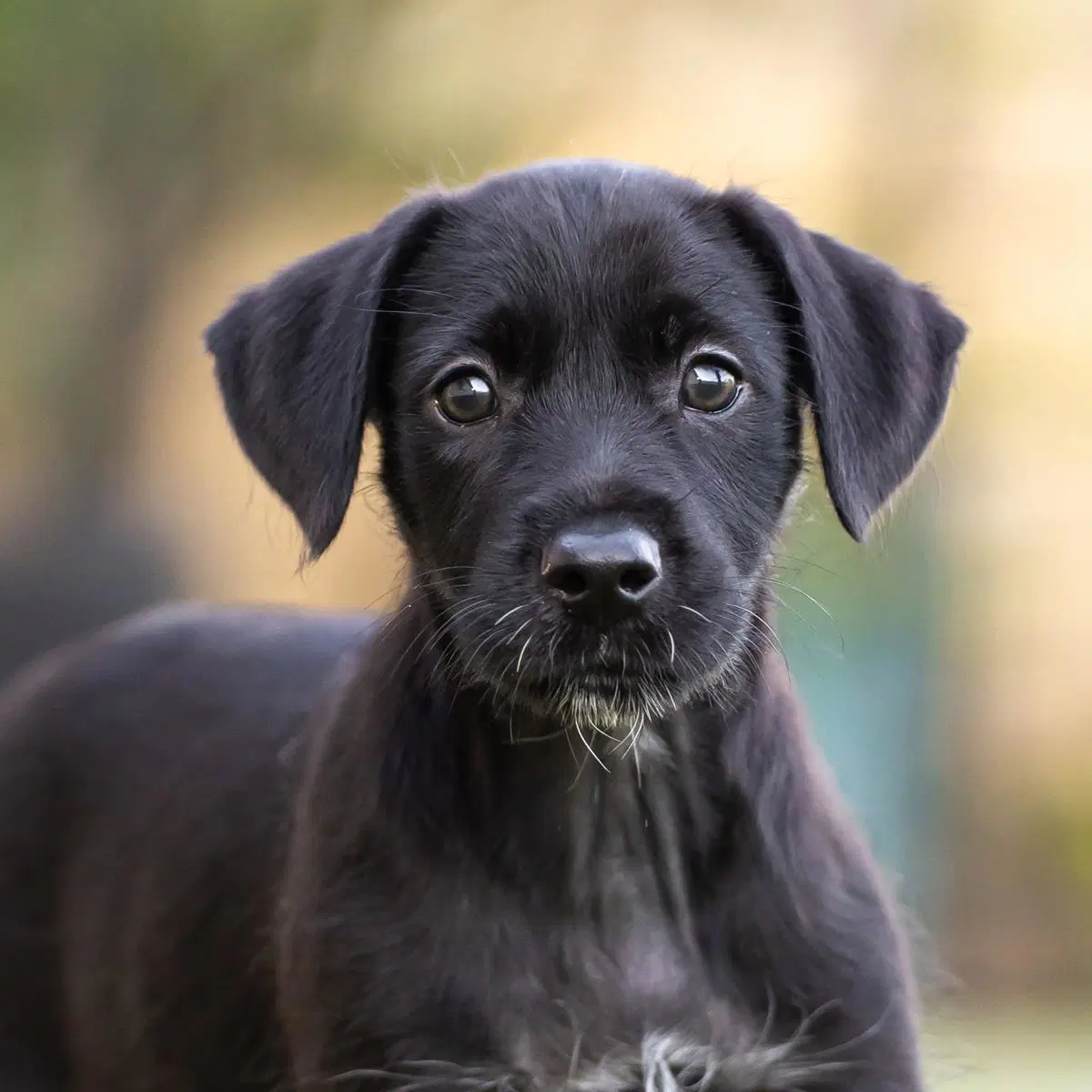 Dancer Pup - Jive - Shepherd