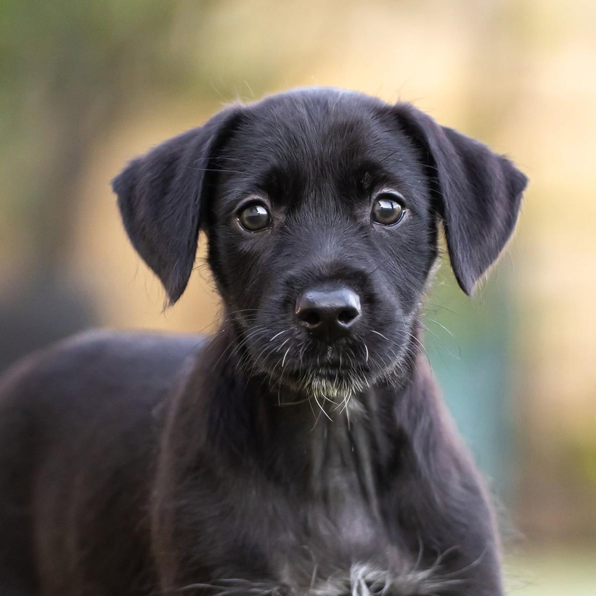 Dancer Pup - Jive