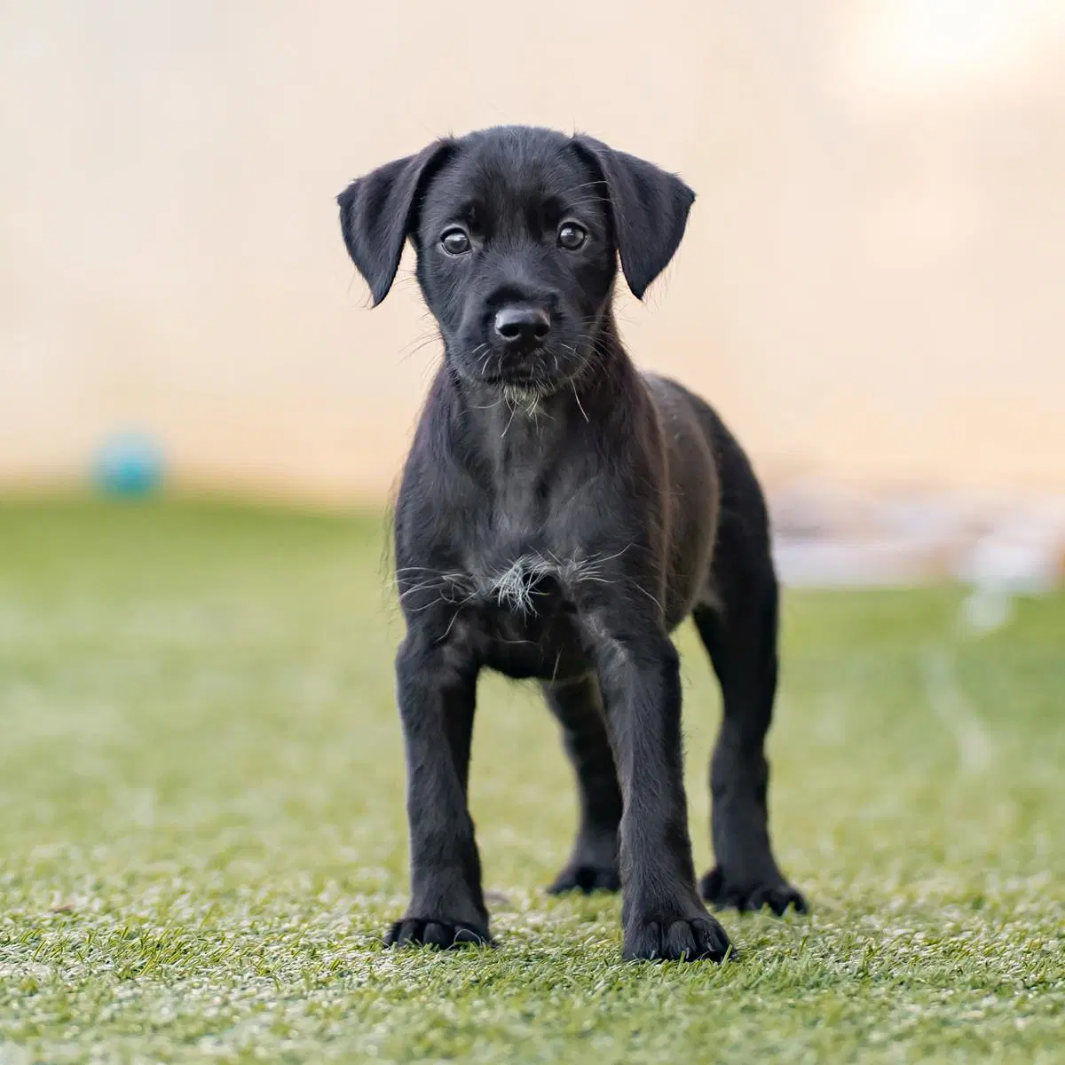 Dancer Pup - Jive image 2
