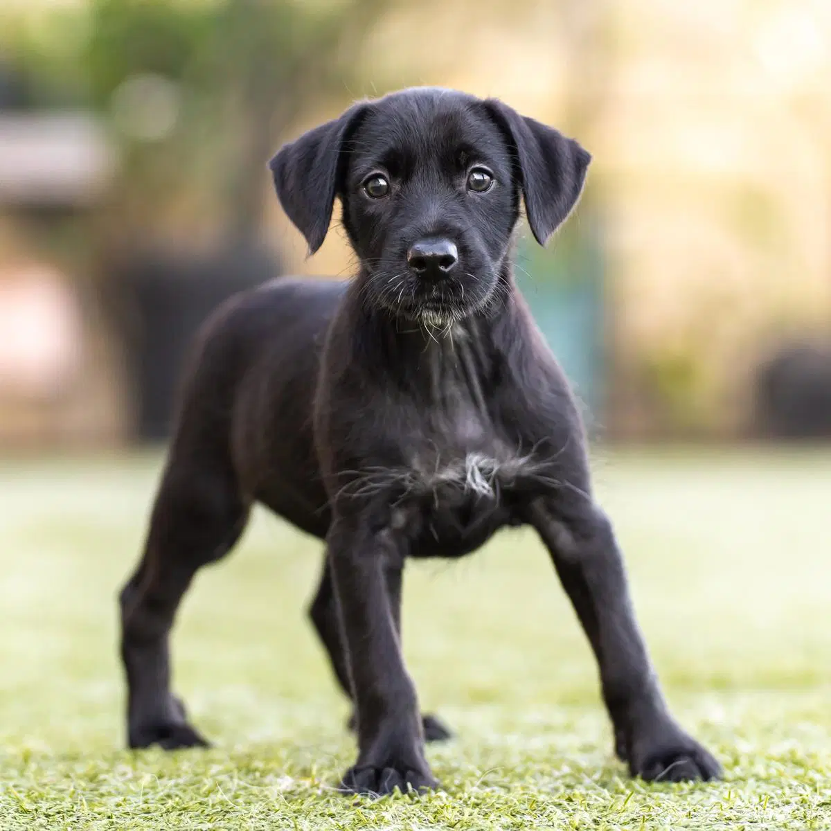 Dancer Pup - Jive image 3