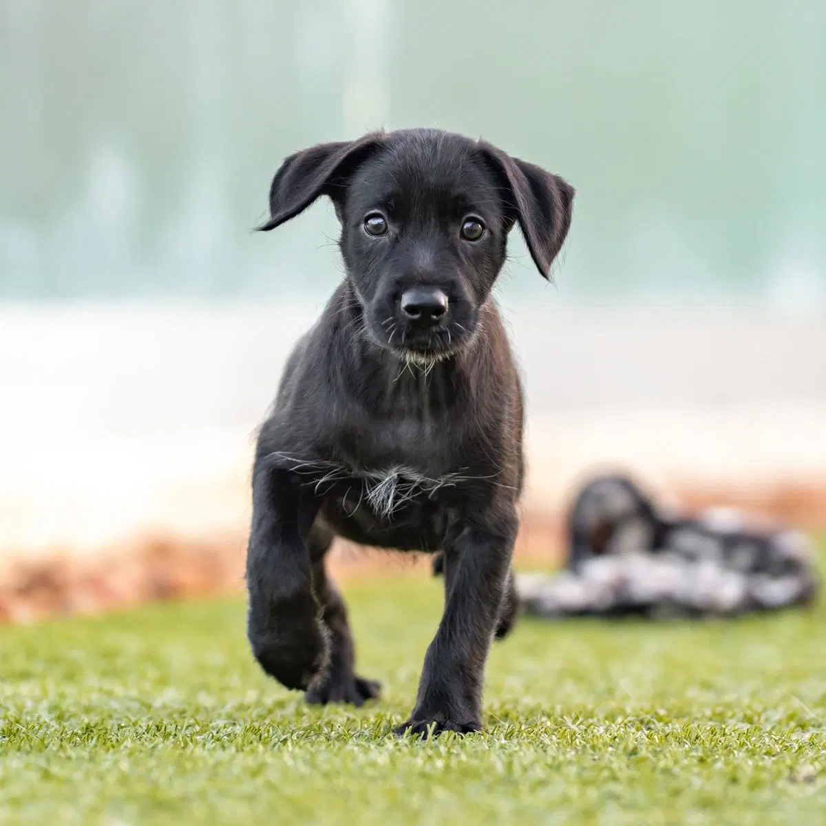 Dancer Pup - Jive image 4