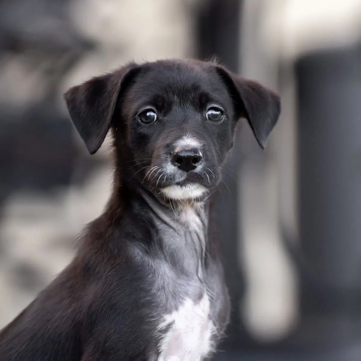 Dancer Pup - Samba - Shepherd, Lab and Terrier