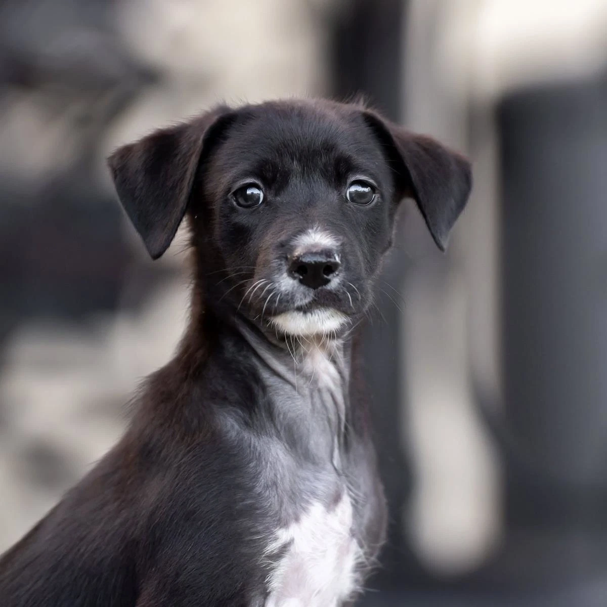Dancer Pup - Samba