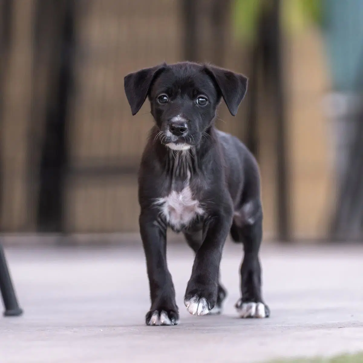 Dancer Pup - Samba image 2