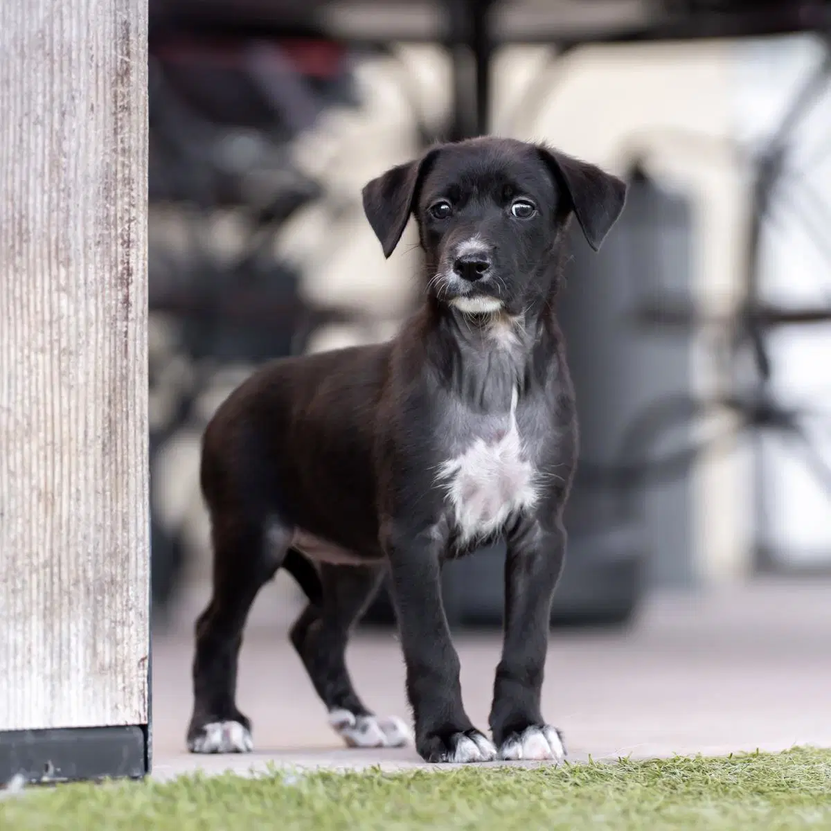 Dancer Pup - Samba image 3
