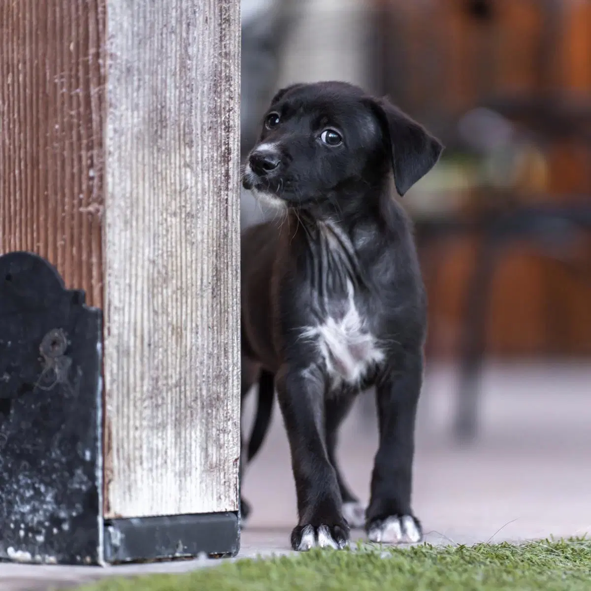 Dancer Pup - Samba image 4