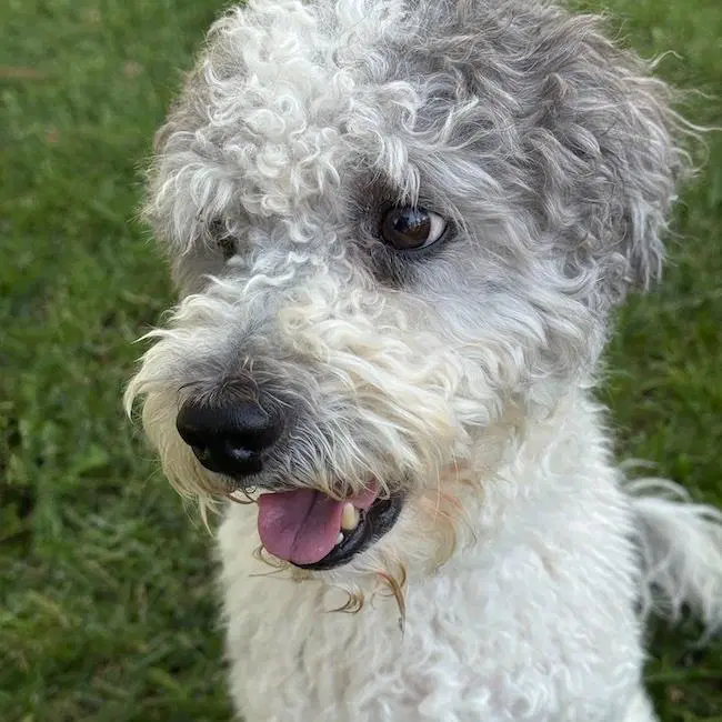 Waldorf - Adopted - Miniature Aussiedoodle