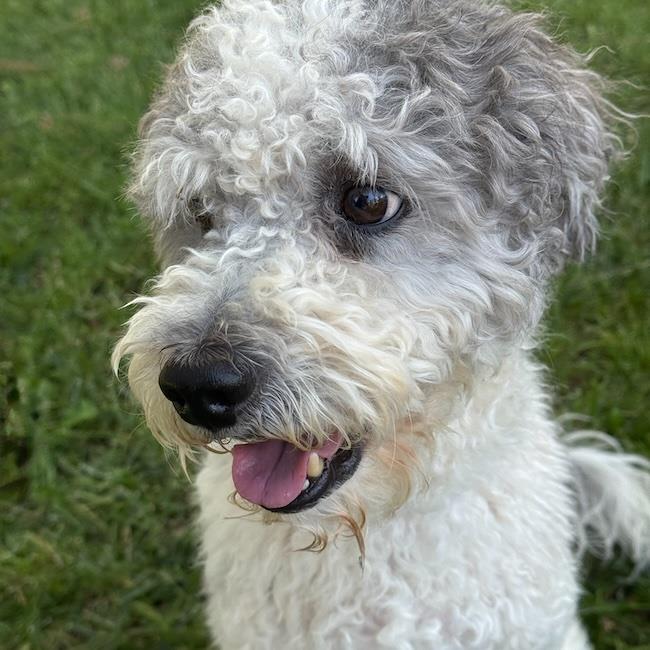 Waldorf - Adopted