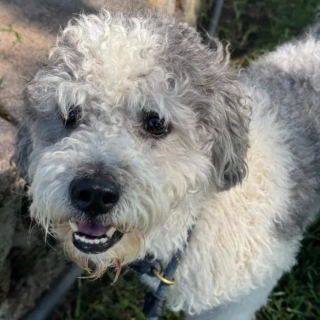 Waldorf - Adopted image 2