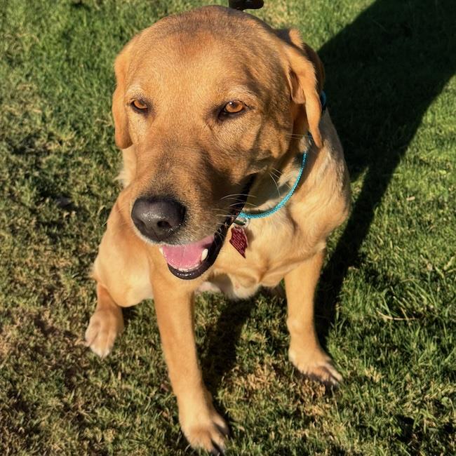 Polly - Adopted