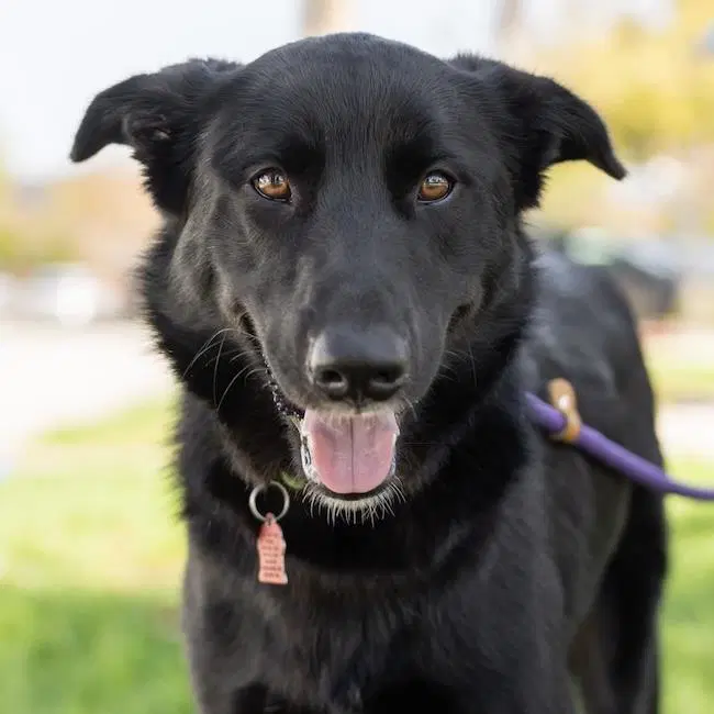 Junnah - Labrador Retriever