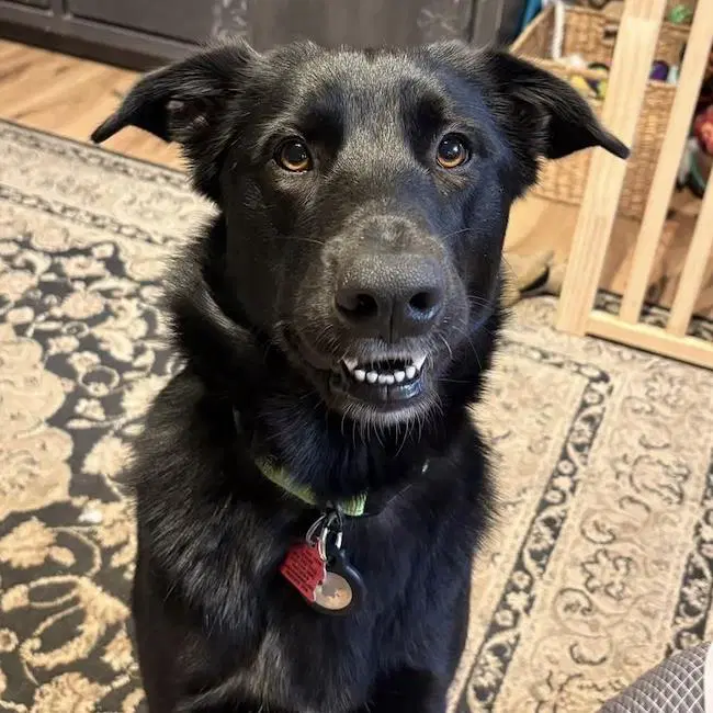 Junnah - Labrador Retriever