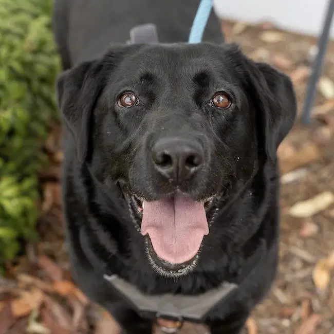 Maybee Baby - black Lab