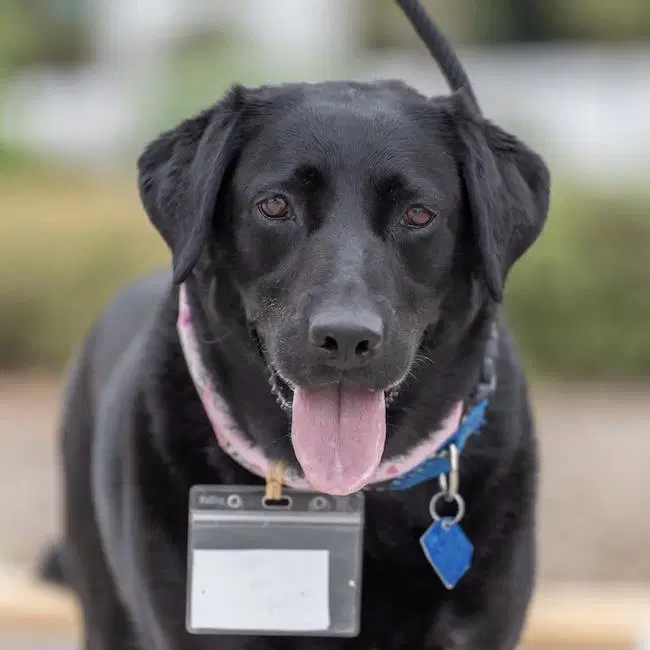 Maybee Baby - Labrador Retriever