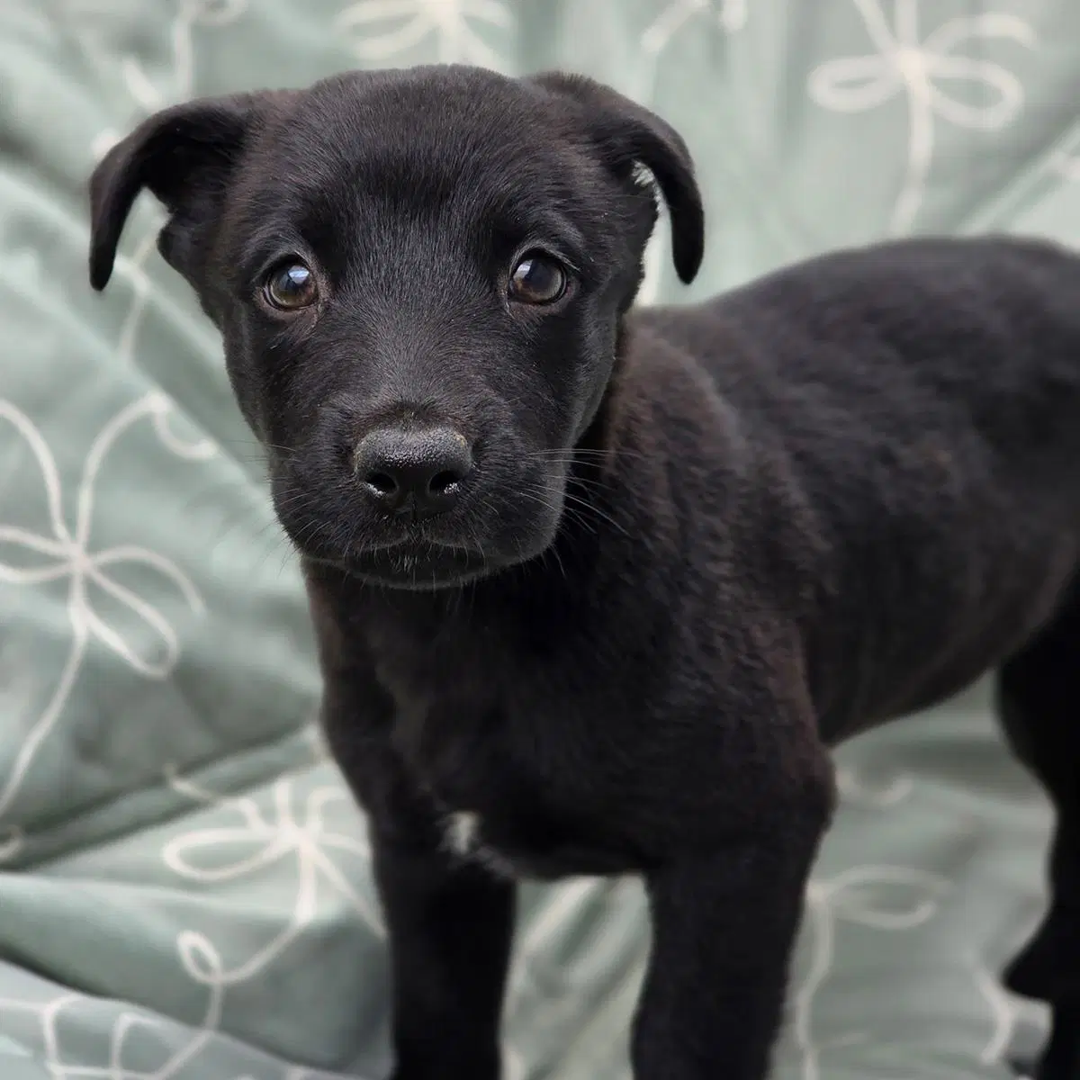 Juice Box Pup - Capri Sun - Labrador Retriever