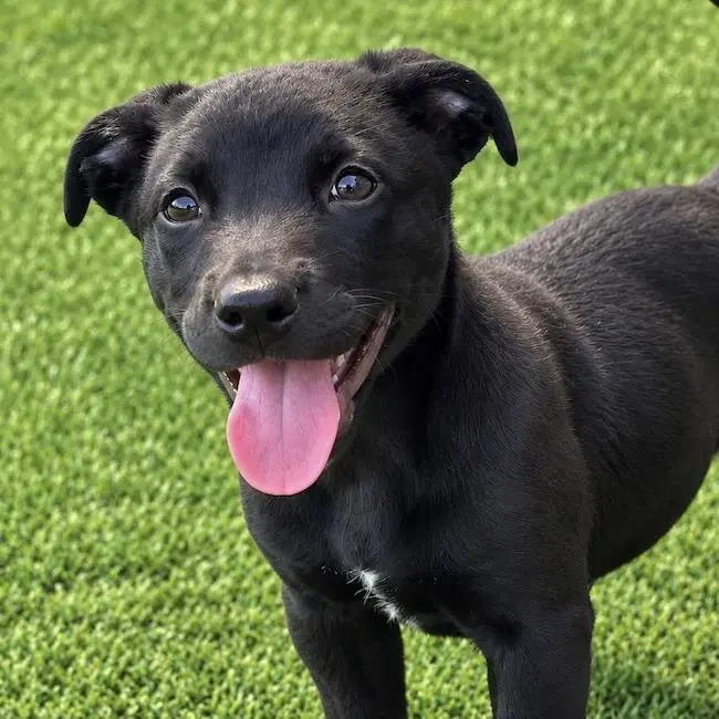 Juice Box Pup - Capri Sun - Labrador Retriever
