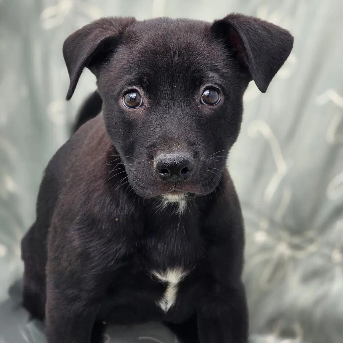 Juice Box Pup - Kool-Aid - Labrador Retriever