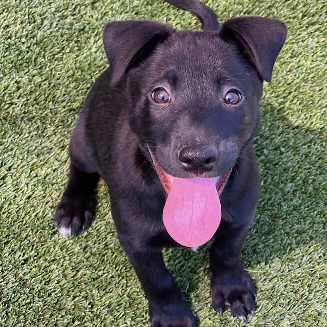 Juice Box Pup - Kool-Aid - Labrador Retriever