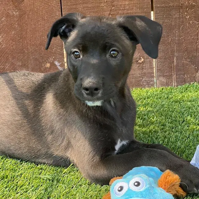 Juice Box Pup - Juicy Juice - Labrador Retriever