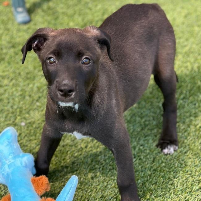Juice Box Pup - Juicy Juice, photo 2