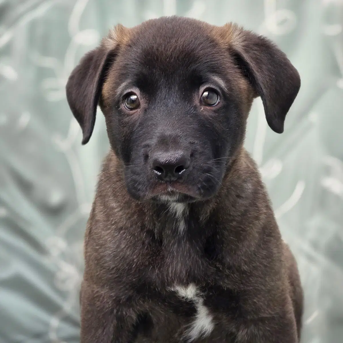 Juice Box Pup - Motts - Labrador Retriever