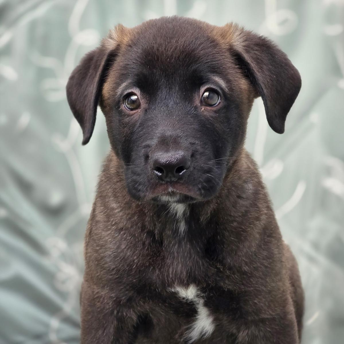 Juice Box Pup - Motts
