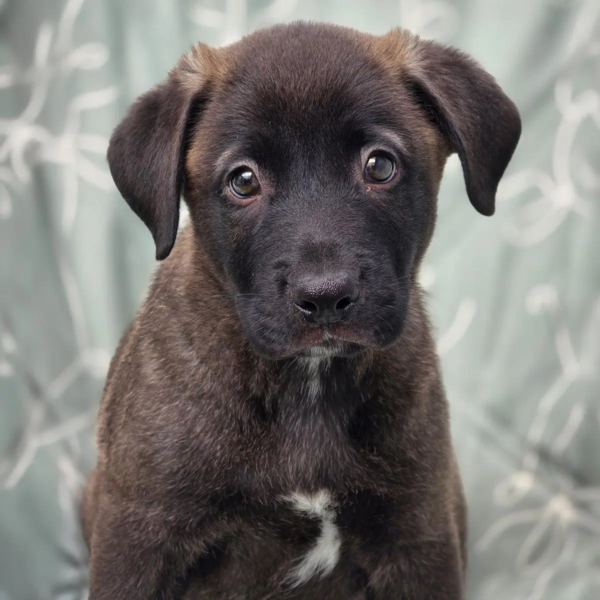 Juice Box Pup - Motts image 2