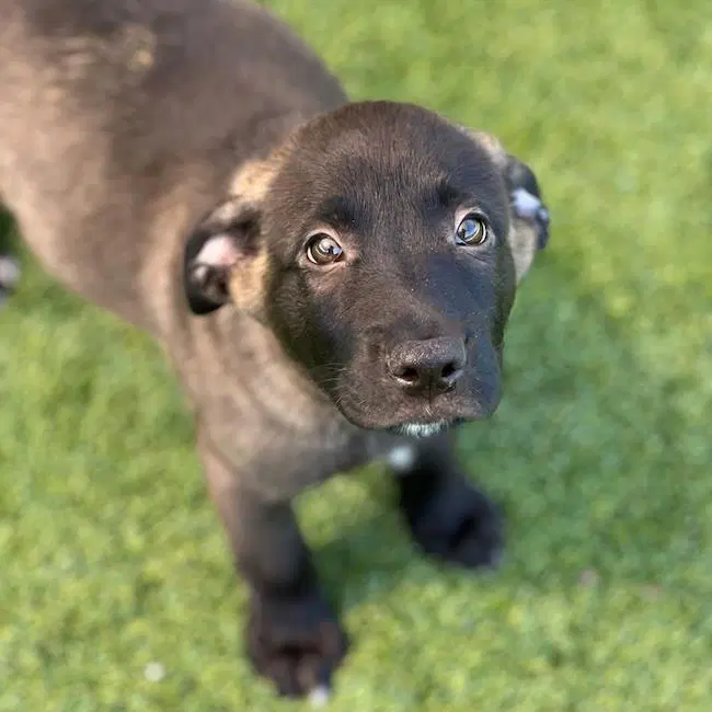 Juice Box Pup - Motts - Labrador Retriever
