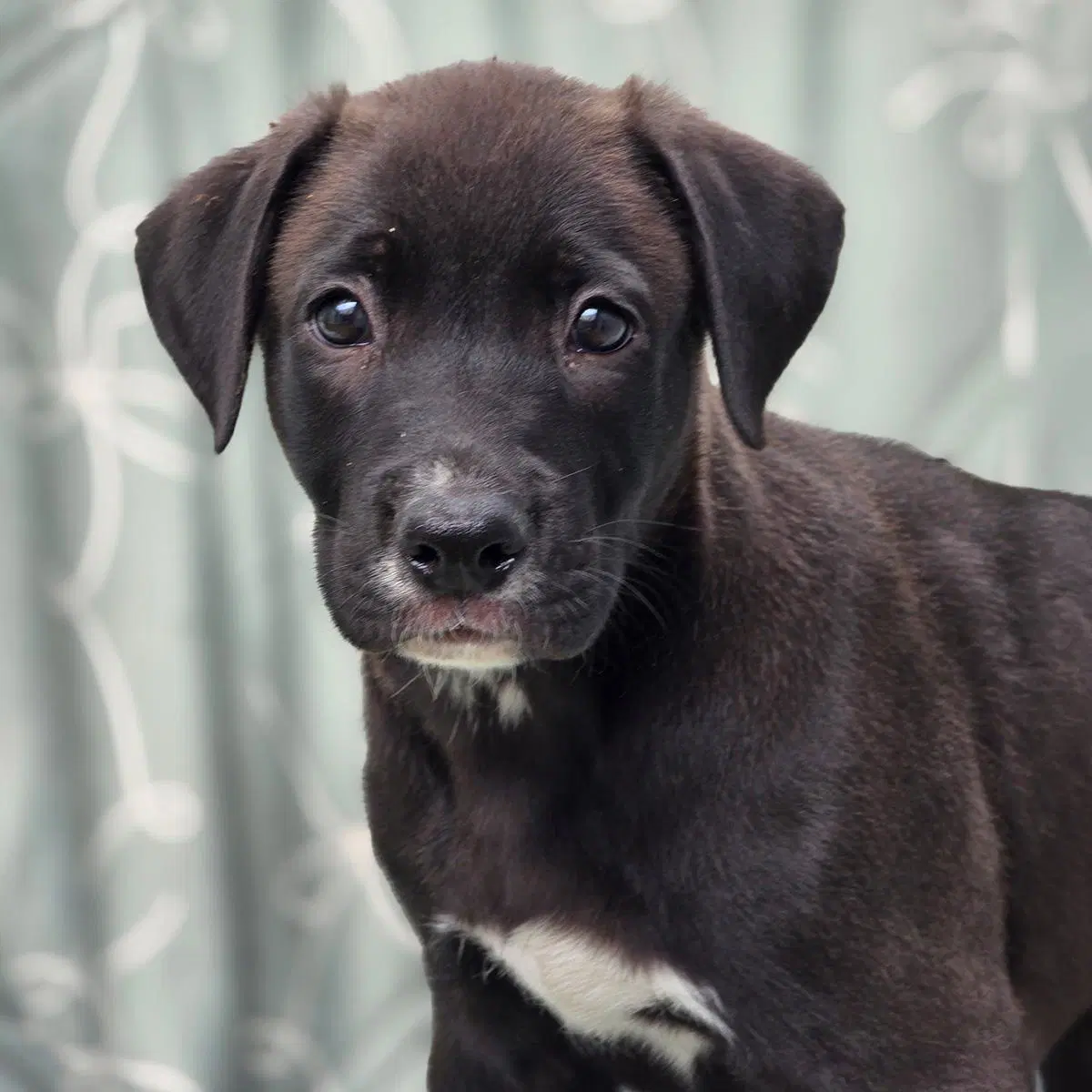 Juice Box Pup - Yoohoo image 1