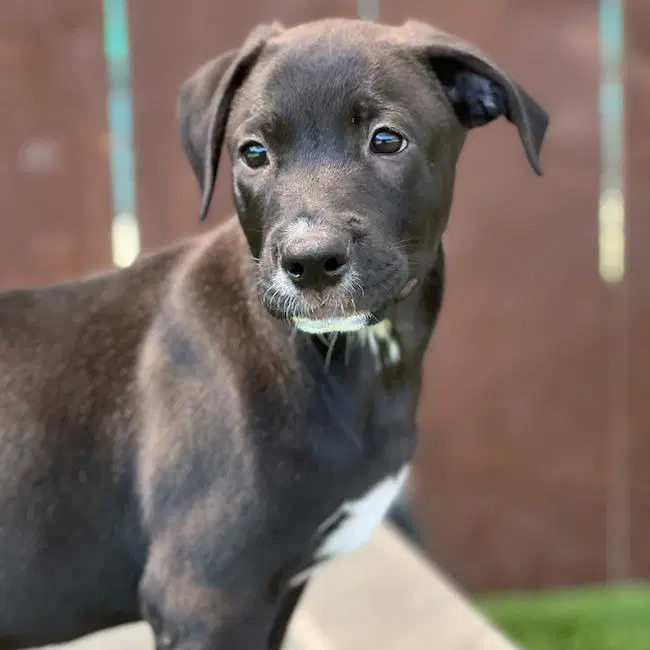 Juice Box Pup - Yoohoo - Labrador Retriever