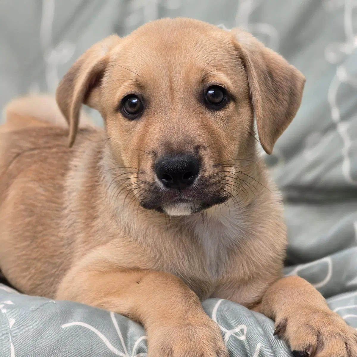 Juice Box Pup - Gatorade - Labrador Retriever