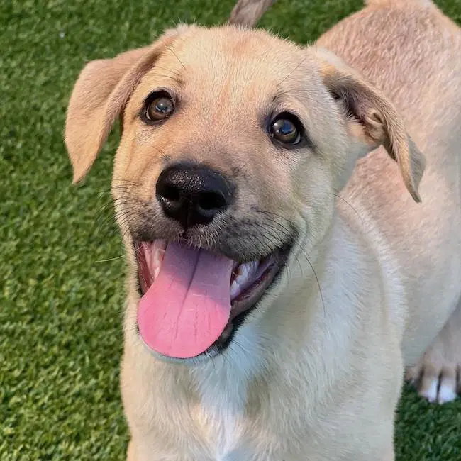 Juice Box Pup - Gatorade - Labrador Retriever