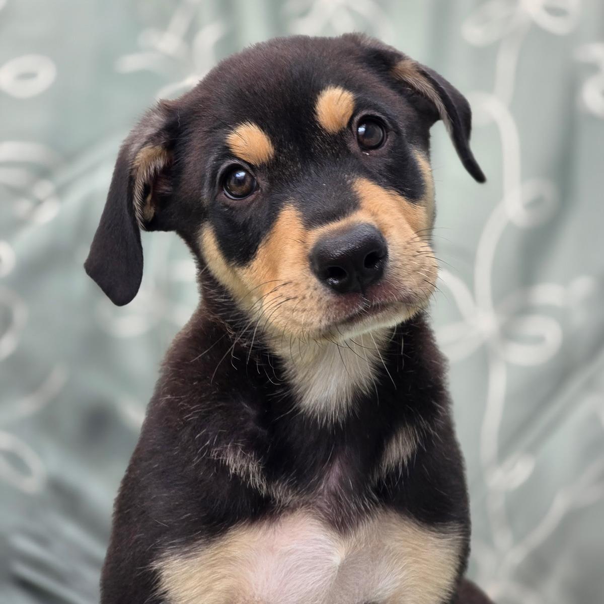 Juice Box Pup - Hi-C