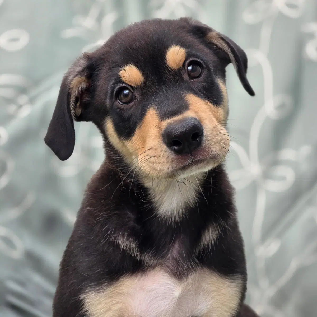 Juice Box Pup - Hi-C - Labrador Retriever